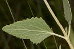 Semaphore thoroughwort